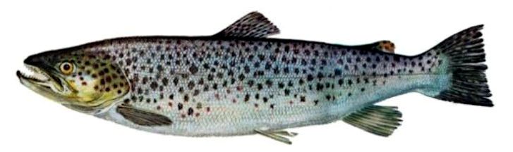Salmo trutta trutta_02.jpg